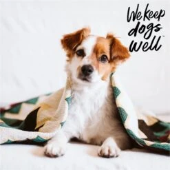 Dogswell Remedy+Recovery Liquid Bandage For Dogs & Cats, 4-oz Bottle -Pawfect Care 887630 PT4. AC SS1800 V1692798826