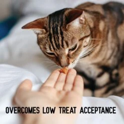 ActivPhy Hip & Joint Mobility Collar For Cats -Pawfect Care 889582 PT3. AC SS1800 V1687376171