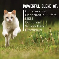 ActivPhy Hip & Joint Mobility Collar For Cats -Pawfect Care 889582 PT4. AC SS1800 V1687376458