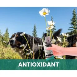 Gou Gou Pets Lotus & White Tea Dog Shampoo, 16-oz Bottle 15 Gou Gou Pets Lotus & White Tea Dog Shampoo, 16-oz Bottle -Pawfect Care 917990 PT5. AC SS1800 V1694442986